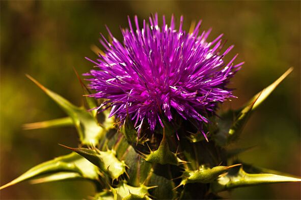 Thistle helps to reduce male hormone deficiency in the body