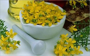 Recipes for the St. John's wort to improve your erection