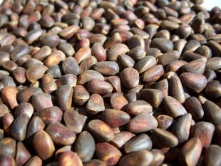 Cedar, macadamia nuts, the potency of